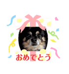 チワワのショコラスタンプ（個別スタンプ：7）