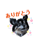 チワワのショコラスタンプ（個別スタンプ：8）