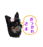 チワワのショコラスタンプ（個別スタンプ：14）
