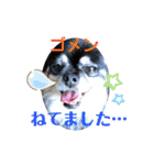 チワワのショコラスタンプ（個別スタンプ：23）