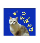 ラブリーメイちゃん（個別スタンプ：4）