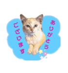 ラブリーメイちゃん（個別スタンプ：6）