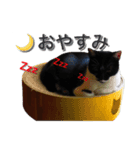 ハナとシヒタン（個別スタンプ：1）