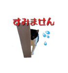 ハナとシヒタン（個別スタンプ：6）