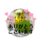 セキセイインコのぽぽたろさん（個別スタンプ：1）