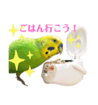 セキセイインコのぽぽたろさん（個別スタンプ：2）