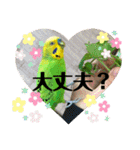 セキセイインコのぽぽたろさん（個別スタンプ：3）