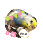 セキセイインコのぽぽたろさん（個別スタンプ：5）