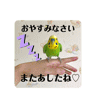 セキセイインコのぽぽたろさん（個別スタンプ：6）