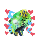 セキセイインコのぽぽたろさん（個別スタンプ：8）