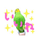 セキセイインコのぽぽたろさん（個別スタンプ：10）