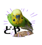 セキセイインコのぽぽたろさん（個別スタンプ：13）
