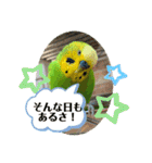 セキセイインコのぽぽたろさん（個別スタンプ：14）