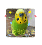 セキセイインコのぽぽたろさん（個別スタンプ：15）