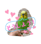 セキセイインコのぽぽたろさん（個別スタンプ：19）