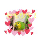 セキセイインコのぽぽたろさん（個別スタンプ：20）