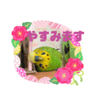 セキセイインコのぽぽたろさん（個別スタンプ：21）
