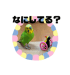 セキセイインコのぽぽたろさん（個別スタンプ：22）