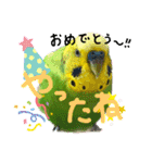 セキセイインコのぽぽたろさん（個別スタンプ：27）