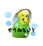 セキセイインコのぽぽたろさん（個別スタンプ：28）