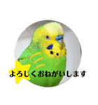 セキセイインコのぽぽたろさん（個別スタンプ：29）