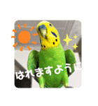 セキセイインコのぽぽたろさん（個別スタンプ：32）