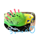 セキセイインコのぽぽたろさん（個別スタンプ：35）