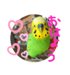 セキセイインコのぽぽたろさん（個別スタンプ：36）