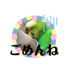 セキセイインコのぽぽたろさん（個別スタンプ：37）
