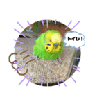 セキセイインコのぽぽたろさん（個別スタンプ：38）