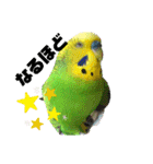 セキセイインコのぽぽたろさん（個別スタンプ：39）