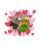 セキセイインコのぽぽたろさん（個別スタンプ：40）