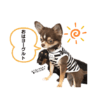 チワワのまろんと愉快な仲間たち（個別スタンプ：1）