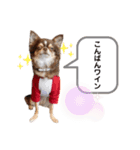 チワワのまろんと愉快な仲間たち（個別スタンプ：3）