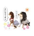 チワワのまろんと愉快な仲間たち（個別スタンプ：4）
