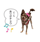 チワワのまろんと愉快な仲間たち（個別スタンプ：8）