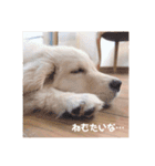 ゴールデンレトリバーのるな（個別スタンプ：9）