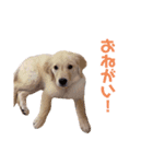 ゴールデンレトリバーのるな（個別スタンプ：11）