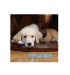 ゴールデンレトリバーのるな（個別スタンプ：14）