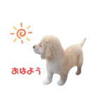 ゴールデンレトリバーのるな（個別スタンプ：21）