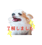 チワワの敬語スタンプ♡（個別スタンプ：3）