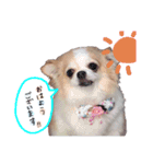 チワワの敬語スタンプ♡（個別スタンプ：5）