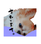 チワワの敬語スタンプ♡（個別スタンプ：16）