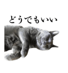 極猫（個別スタンプ：7）