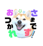 柴犬ちょろのスタンプVer.2～Choro's Life（個別スタンプ：3）