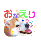 柴犬ちょろのスタンプVer.2～Choro's Life（個別スタンプ：4）