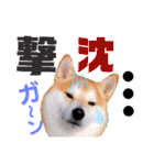 柴犬ちょろのスタンプVer.2～Choro's Life（個別スタンプ：6）