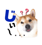 柴犬ちょろのスタンプVer.2～Choro's Life（個別スタンプ：7）