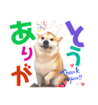 柴犬ちょろのスタンプVer.2～Choro's Life（個別スタンプ：8）