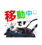 柴犬ちょろのスタンプVer.2～Choro's Life（個別スタンプ：9）